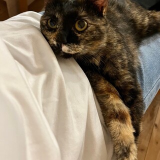 【被災地より】お膝に乗るのが大好き！アバローニ