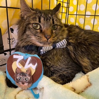 甘えん坊のテンくん　オス　キジトラ長毛