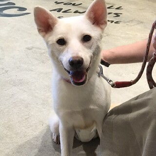 元気いっぱい甘えん坊mix犬★キキちゃん