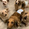 甘えん坊なMIX犬❤︎ボビーくん サムネイル3