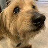 甘えん坊なMIX犬❤︎ボビーくん サムネイル2