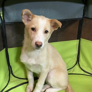 保健所からレスキュー！　かわいいルピナちゃん！