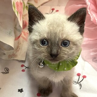 【5/26東銀座】碧（あお）くん★1ヵ月半♪