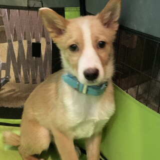 保健所からレスキュー！　控え目なバム君！