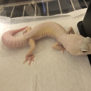 レオパードゲッコー　ブレイジングブリザード