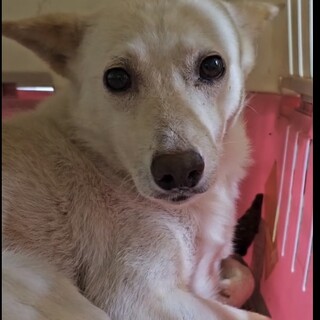 怖がりで大人しい❗️小柄な女の子‼️