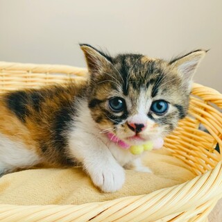 ③みつば　三毛　メス　1.5ヶ月　大人しい