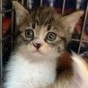 ③みつば　三毛　メス　1.5ヶ月　大人しい サムネイル2