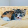 ③みつば　三毛　メス　1.5ヶ月　大人しい サムネイル3