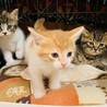 ③みつば　三毛　メス　1.5ヶ月　大人しい サムネイル4