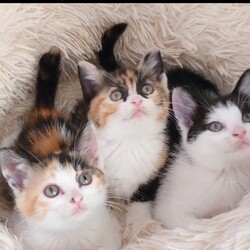 保護猫のお見合い会 サムネイル2