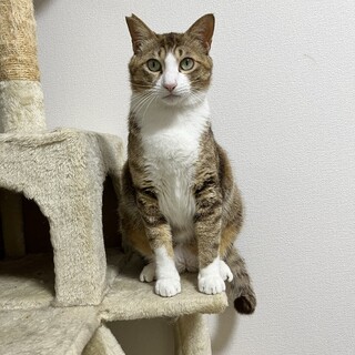 大型オス猫ちゃんのずっとの家族を募集します！