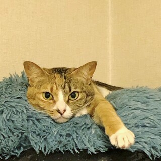 ★里親様決定！★ほんとはとっても甘えん坊❤からし