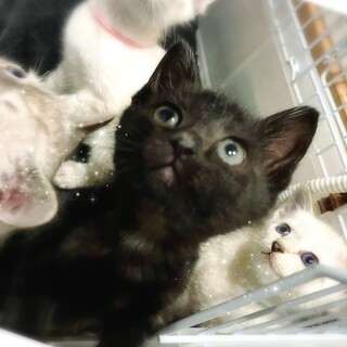 【6/2譲渡会】器量良しなペッパー君