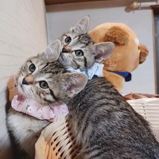 【動画有】一卵性⁉双子のキジ兄妹★カギしっぽ！