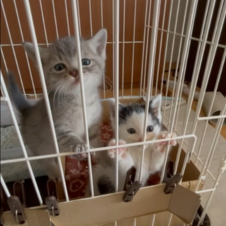 2匹一緒希望☆可愛〜いオス2匹