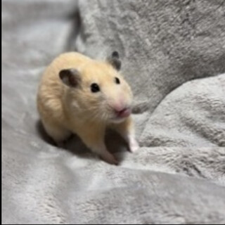 キンクマハムスターの里親さん募集してます！