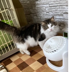 三重県桑名市6月2日(日)リトルパウエイド譲渡会 サムネイル2