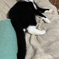 三重県桑名市6月2日(日)リトルパウエイド譲渡会 サムネイル3