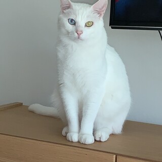 白猫オッドアイ♂