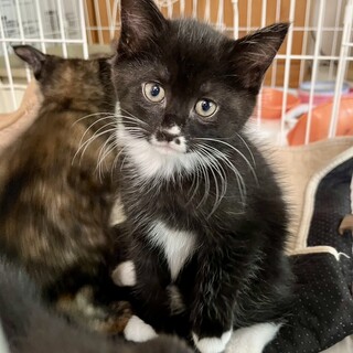 優しくて懐こい女の子❤️ラキ