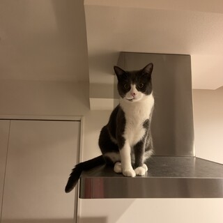 珍しい毛色⭐︎綺麗なグレーと白の可愛い女の子