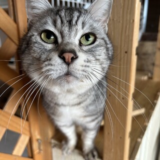 8歳サバトラおじさん猫