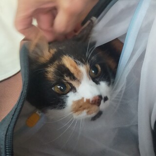 ２度の虐待を乗り越えて❤三毛猫「ガーナ」