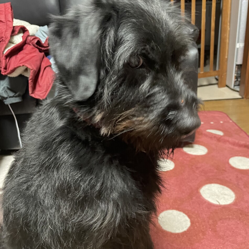 ウィルのカバー写真