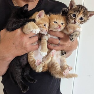 子猫！可愛がってくださる方お願いします！