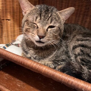 【被災地より】のんびり屋のビックボーイ！ボニート