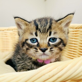 ①あおば　雄　キジトラ　1.5ヶ月　元気いっぱい