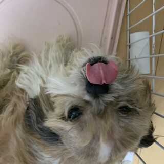 シーズー　オス　