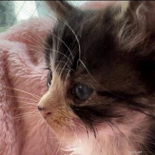 少し長毛黒 白のハチワレと白玉君子猫兄弟1ヶ月