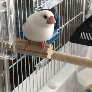 白文鳥まるメス