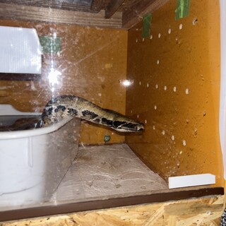 マラヤンブラッドパイソン