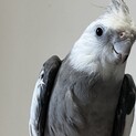 オカメインコ雌雄判別済み