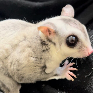 フクロモモンガ  里親さん募集　一時停止