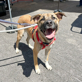 元気いっぱい♪めっちゃかわいいMIX犬のゆめぴりか