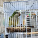 オキナインコ♂ 手乗り ベタ慣れ
