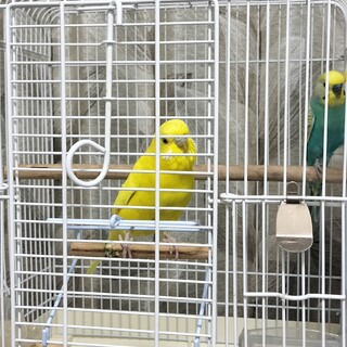 セキセイインコ♂♀つがい