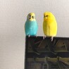 セキセイインコ♂♀つがい サムネイル2