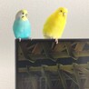 セキセイインコ♂♀つがい サムネイル3