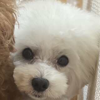 マルプー 男の子4歳