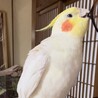 今日お迎えしたピーちゃん、これからよろしくね