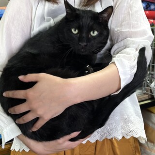 里親決定。三十一郎3歳去勢済み