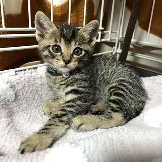里親決定。すっちー君1ヶ月半
