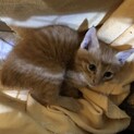 子猫　茶トラ　尻尾短