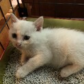 子猫　白猫　ブチ