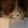 子猫　白猫　ブチ サムネイル2
